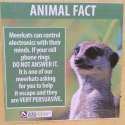 funny-animal-facts-fake-los-angeles-zoo-obvious-plant-4-5776744320022__700.jpg