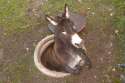 switzerland_donkey.jpg