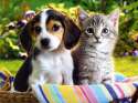 cute-kittens-and-puppies-wallpaper-2.jpg