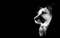 black-and-white-dog-wallpaper-7.jpg