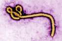 Ebola-virus.jpg