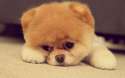 tmp_14932-Cute-Pomeranian-Puppy-lying-download-free-hd-pet-wallpaper1904250325.jpg