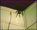 creepy_giant_spider.gif