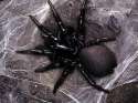 Funnel Web Spider 2.jpg