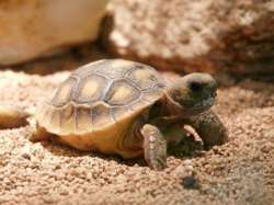 baby-gopher-tortoise.jpg