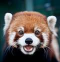 Red-Panda-Surprise.jpg