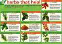 10 Herbs that Heal.jpg