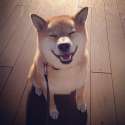 maru-the-most-popular-and-possibly-cutest-dog-in-the-world-1.jpg