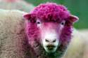 pink-sheep.jpg