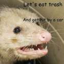 lets eat trash and get hit by a car.jpg