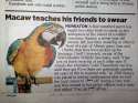 macaw teaches his friends to swear.jpg