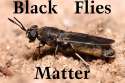 Black Flies.jpg