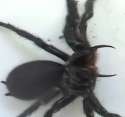 267x252xfunnel_web_spider_australia_fangs.png.pagespeed.ic.1ld0kuX9nA.jpg