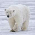 Polar_Bear_-_Alaska_(cropped).jpg