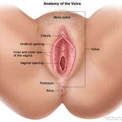 vagina anus.jpg