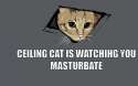 cats-masturbate-meme-ceiling-cat-1366x768-cats-hd-wallpaper.jpg