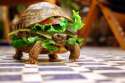 Turtle sandwich.jpg