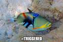 TRIGGEREDFish.jpg