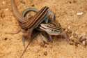 whiptail-lizard-sex-e1306844007643.jpg