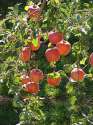 220px-Rosaceae_Malus_pumila_Malus_pumila_Var_domestica_Apples_Fuji.jpg
