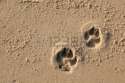 5736842-two-dog-paw-prints-over-wet-sand.jpg