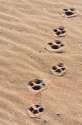 37478198-Dogs-paw-prints-in-the-sand--Stock-Photo.jpg