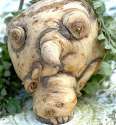 The Wisdom of the Parsnip is Second Only to the Wisdom of the Wise Parsnip.jpg