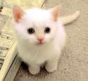 kitty-kitties-9109284-500-460.jpg