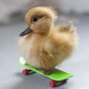 duckboarding.jpg