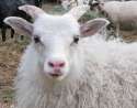 Lamb-with-horns-Red-Brick-Road-Farm-e1373164760491.jpg