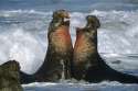 northern-elephant-seal-males-fighting-tim-fitzharris.jpg