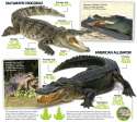 Crocodile-vs-alligator.jpg
