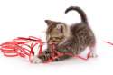 cat-playing-with-ribbon.jpg