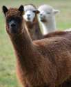 3-llamas-chocolate-brown-brown-white-and-white.jpg