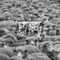 Grey-Sheep-II-1.jpg
