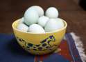 Bowl of Eggs.jpg