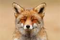 zen fox 1.jpg
