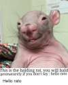 this-is-the-balding-rat-you-will-bald-prematurely-if-2563568.png