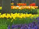 Spring_Garden_Keukenhof_Gardens_Lisse_Holland.jpg