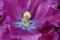 Close-Up of a Purple Tulip, Kuekenhof Gardens, The Netherlands.jpg