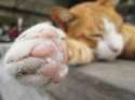 8-Cats-sweat-through-paws-shutterstock_207995587.jpg
