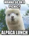 alpaca-lunch.jpg