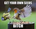 get your own seeds bitch.png