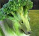 broccoli dog.jpg