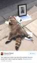 dead-raccoon-memorial-shrine-mourning-deadraccoonto-toronto-4.jpg