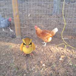 Chicken_and_Pidgey.jpg