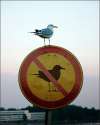birds-cant-read-signs.1203915196176.jpg
