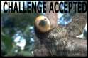 sloth-challenge-accepted.jpg