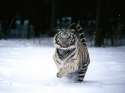 In a Hurry, White Tiger_2.jpg