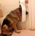 tmp_12702-Dog-Hiding-Behind-Toilet-Paper2133178634.jpg